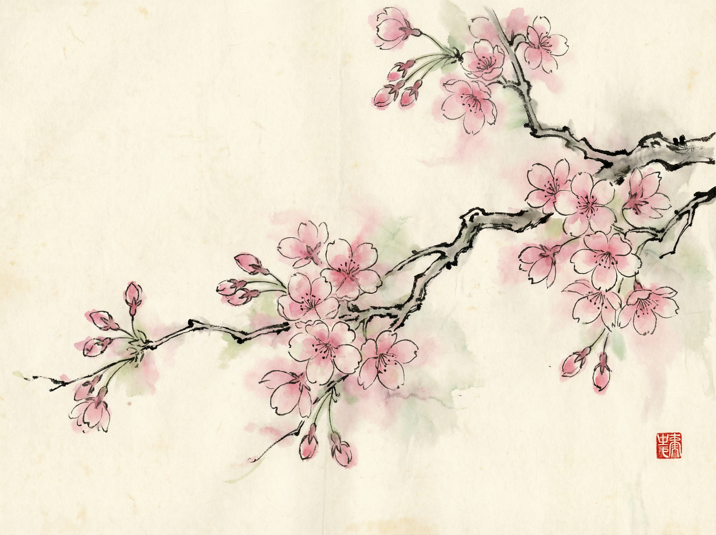 Delicate watercolor painting of cherry blossoms on branch, soft pink petals with ink outlines, traditional Asian brush painting style, subtle color bleeding, cream paper texture visible, peaceful spring feeling, botanical illustration